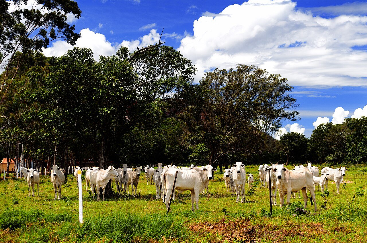 Nelore cattle in Campos Belos, Goiás, in February 2014.