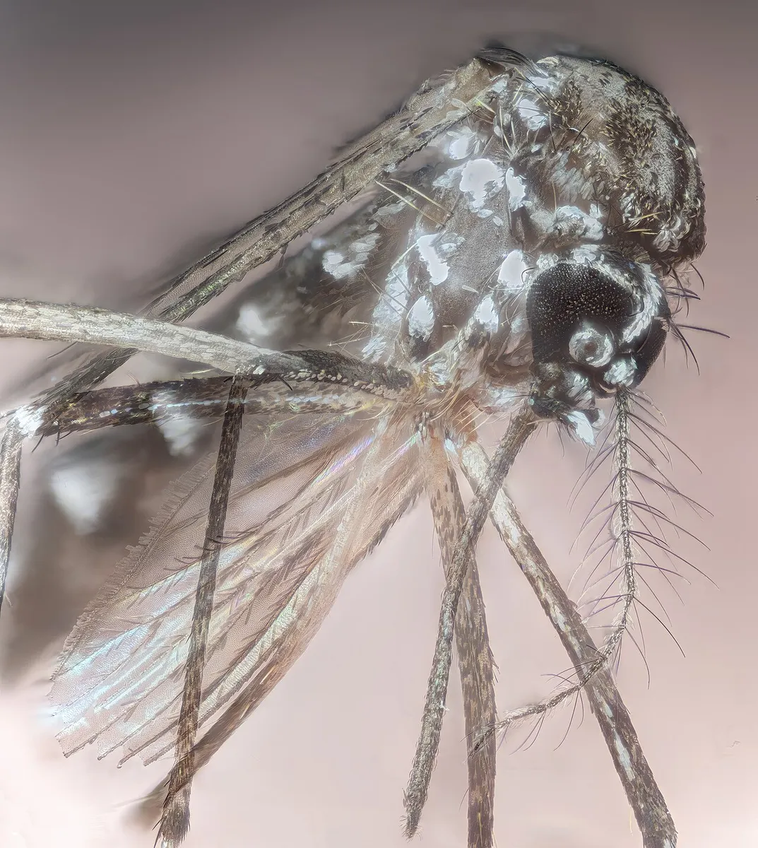 Um mosquito Aedes aegypti, transmissor da dengue, em imagem macro feita em 2023. Foto de arquivo.