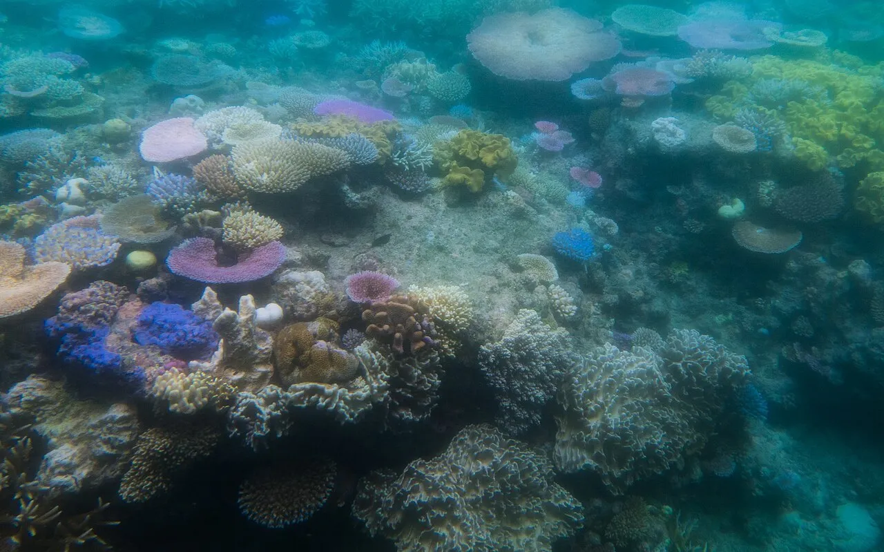 Corales blanqueados en la Gran Barrera de Coral, en Australia, en marzo de 2016. El sistema australiano está entre los que la UICN clasifica en peligro crítico.